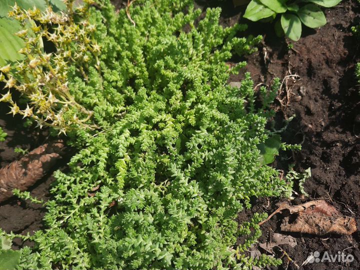 Растение для альпийской горки