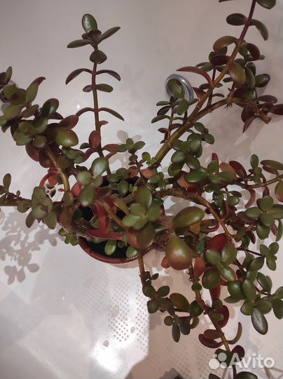 Крассула овата, толстянка