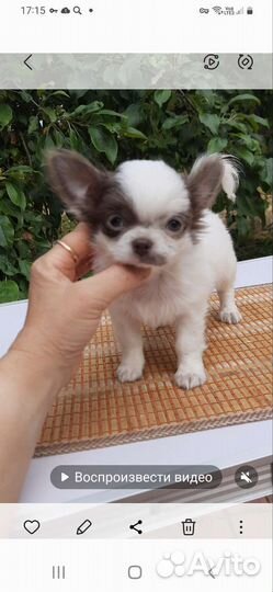 Бело- лиловый мальчик чихуахуа