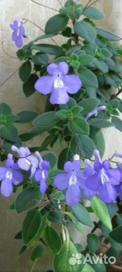 Стрептокарпелла