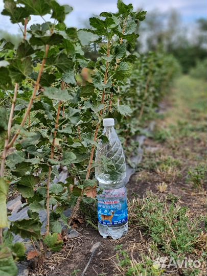 Саженцы чёрной смородины,крыжовника,жимолости и тд