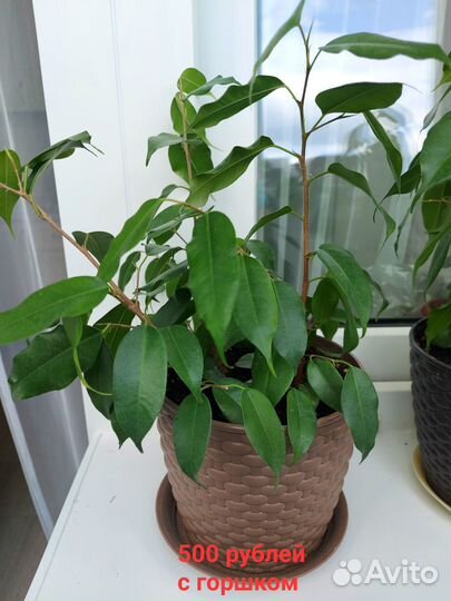 Комнатные цветы