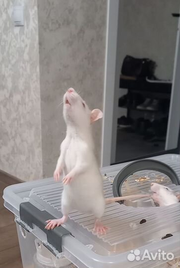 Крыса дамбо