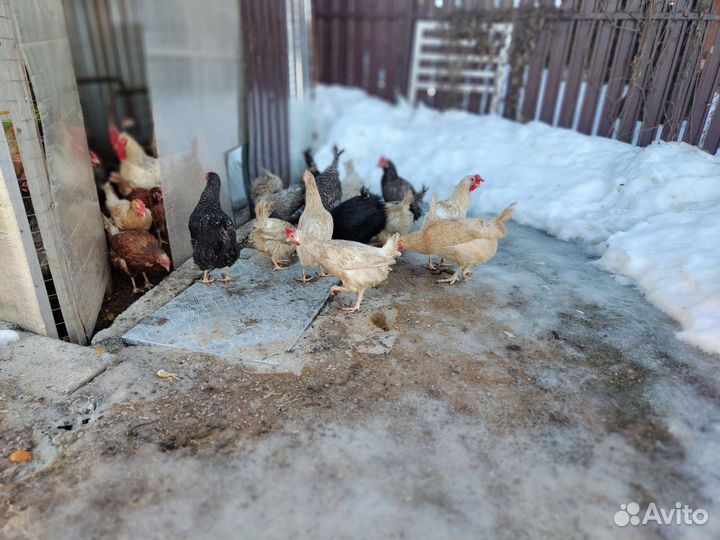 Домашние куриные яйца