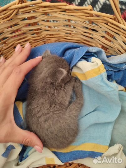 Котёнок девочка в дар