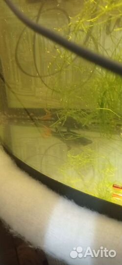 Аквариум 62л