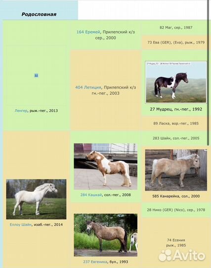 Шетлендский пони