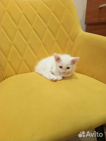 Котёнок девочка в добрые руки