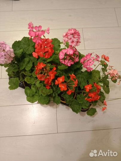 Пеларгония герань