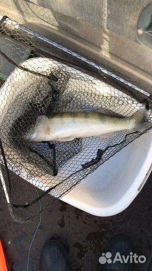 Рыбалка с гидом на Иваньковском водохранилище