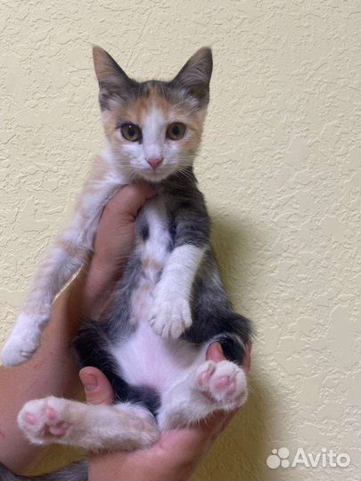 Кошка в дар