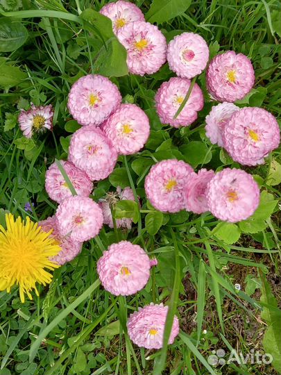 Многолетники, цветущие в июне