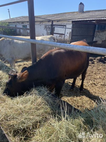 Джерсийская телка