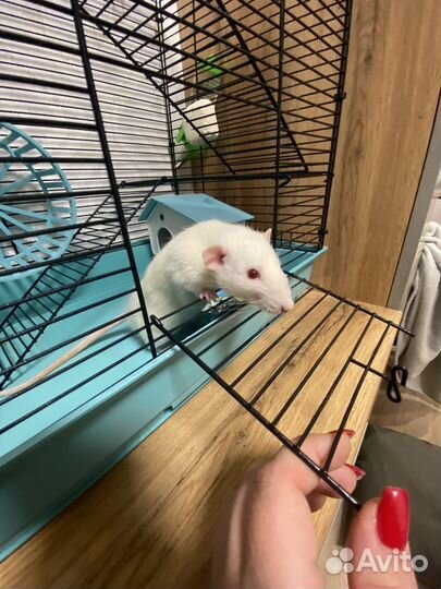 Крысенок с клеткой