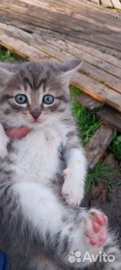 Кошка в дар