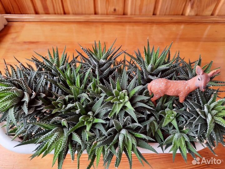 Хавортия суккулент