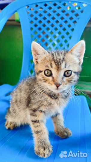 Отдам кота в добрые руки