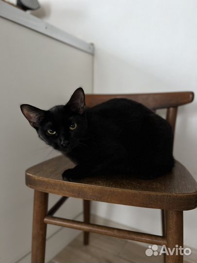 Кошка сфинкс плюс обычный кот