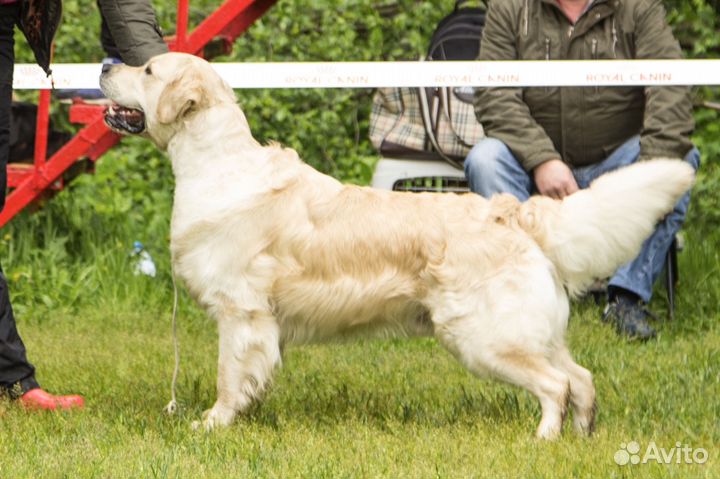 Вязка. Золотистый ретривер