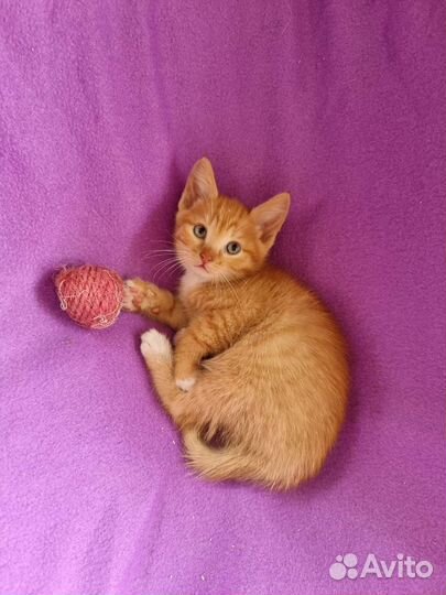 Рыжее солнышко на счастье в дар