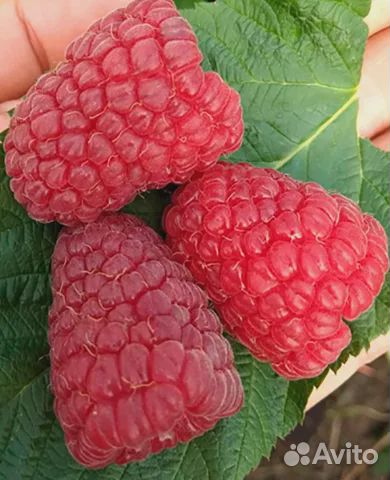 Малина Поклон Казакову