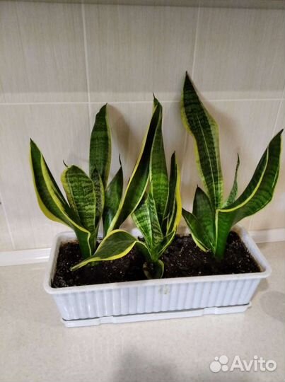 Сансевиерия Муншайн