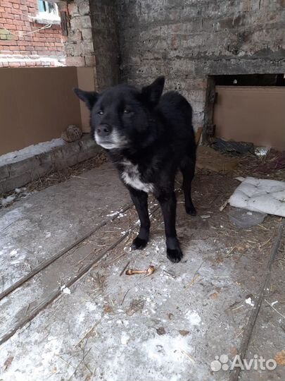 Потерялась собака