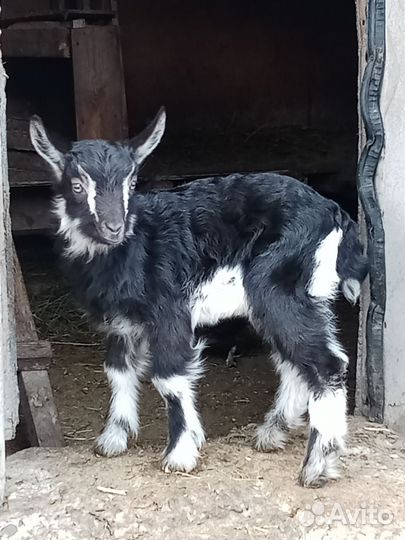 Козлята