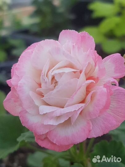 Пеларгонии сортовые