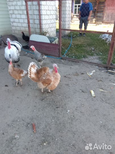 Домашние индейки