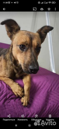 Собака бесплатно