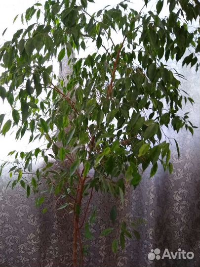 Фикусы бенджамина