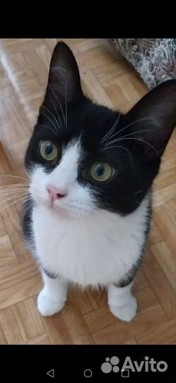 Кот - смокинг