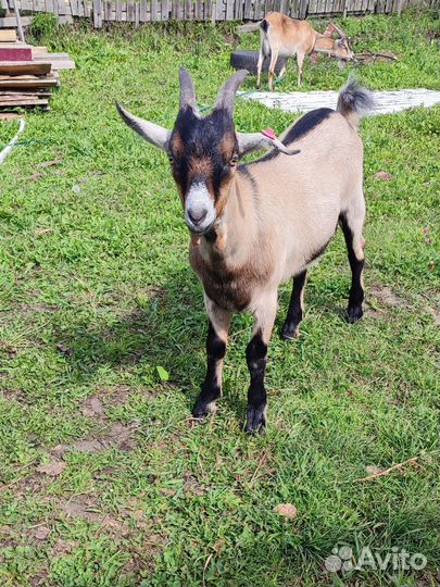 Козел альпийский