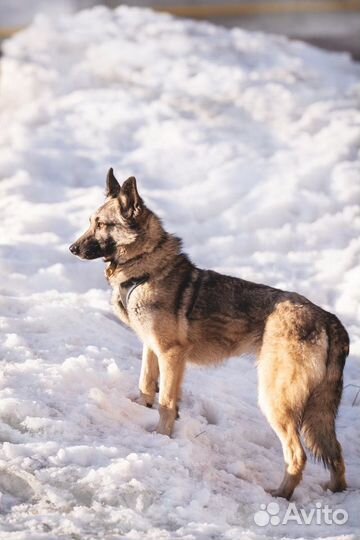 Овчарка метис Реми в дар волчонок
