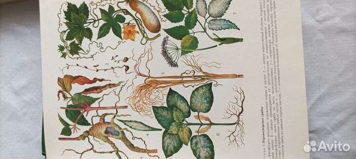 Энциклопедия жизнь растений 4 тома 1978-80гг
