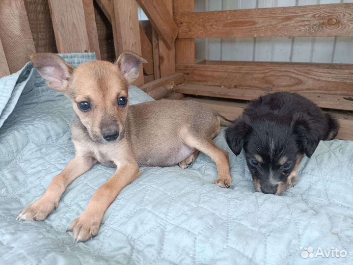 Щенок, малыш