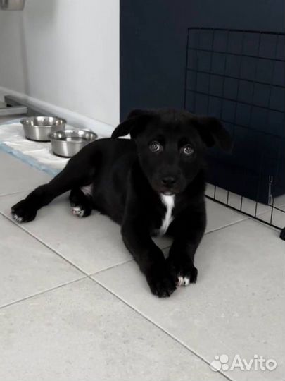 Щенок в добрые руки