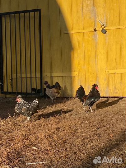 Декоративные куры