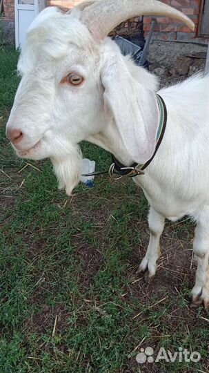 Козел на племя нубийский зааненский