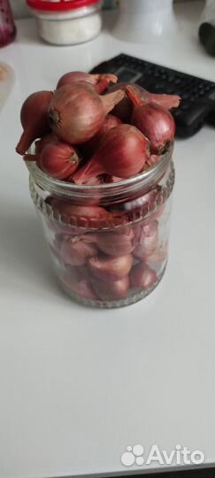 Красный семейный лук