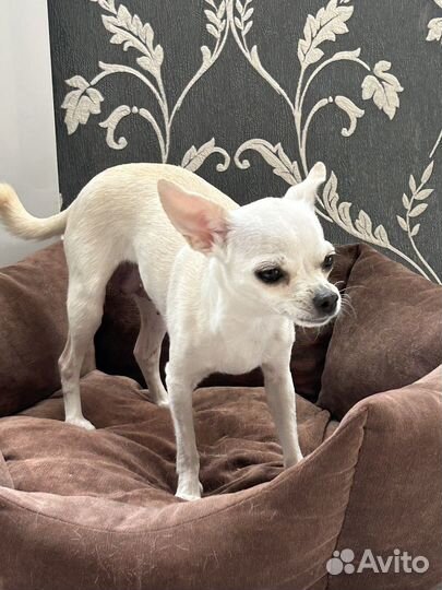 Щенки чихуахуа мальчики