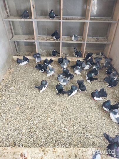 Продажа голубей