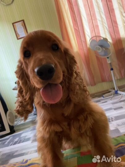 Кокер спаниель