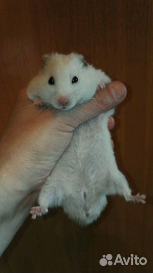 Породистые хомячки разные-разные (клетки, доставка