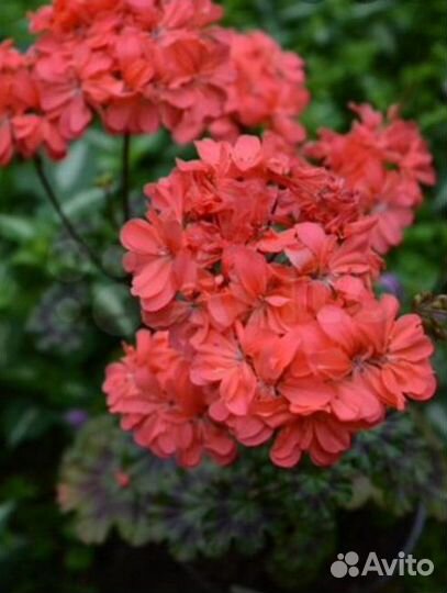 Пеларгонии сортовые - компакты и mini