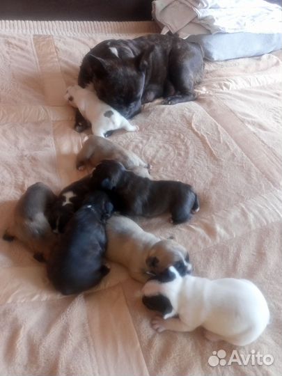 Собака французский бульдог щенки