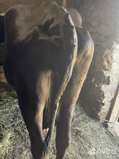 Продам 2-х коров
