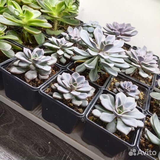 Суккуленты и кактусы