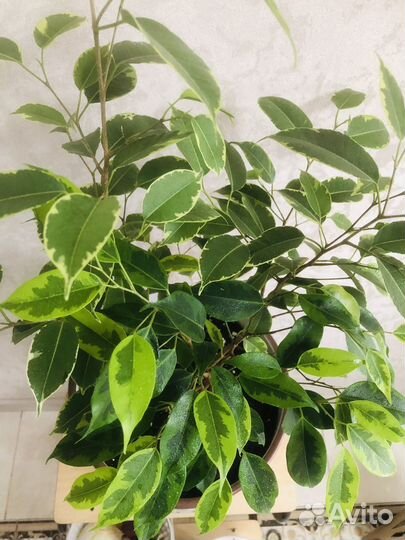 Фикус бенджамина
